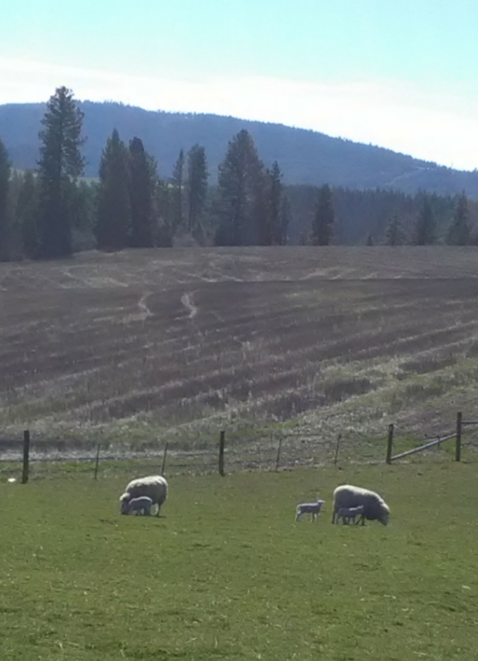 Our sheep